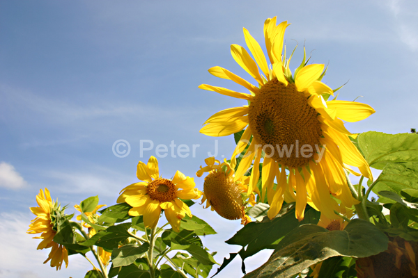 LebanonSunFlowers-D-54-09-30