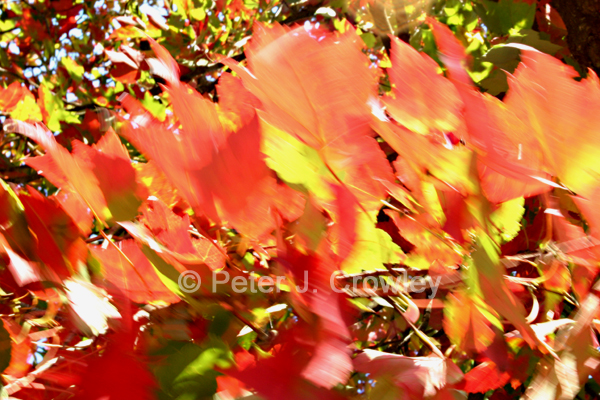 AutumnMapleFire-D-60-09-11