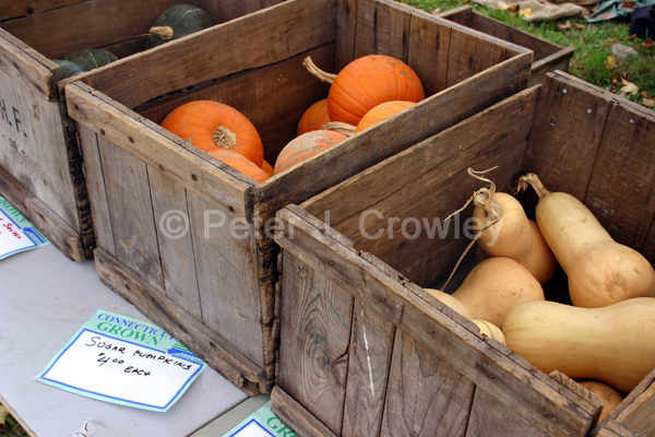 CtGrownHaleHomesteadSquash-D-62-09-3