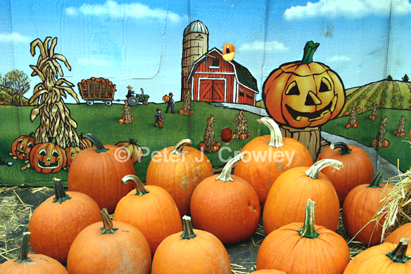 FranklinFarmPumpkinDisply-D-63-09-25