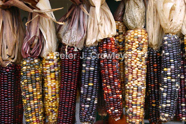 IndianCornFranlinFarm-D-63-09-18