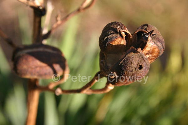 SeedPodsCoventryCenter-D-58-09-37