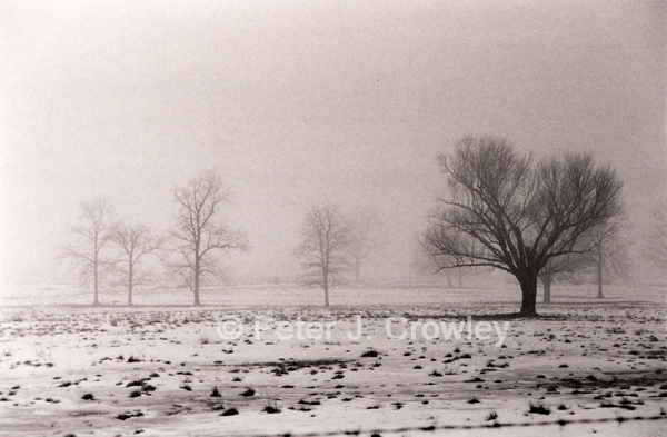 ChristmasStearnsFarmFog-C-00-07-00