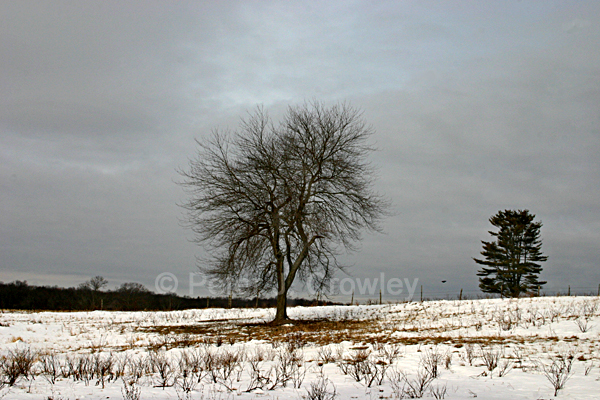 MountainDairyChristmas09-D-75-09-4