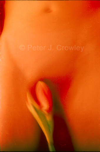 RED-abstractAmaryllis-C-8-98-20