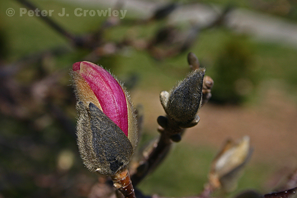 April 6th Norwich Magnolia peeking - 4-6-13- 020