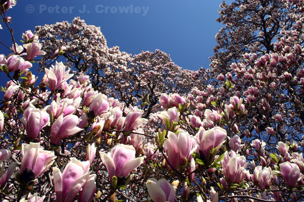 Norwich Magnolias 4-26-13-044