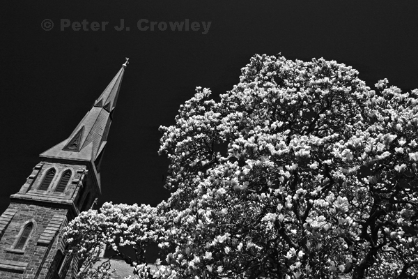 Catheral and magnolias-4-26-13 Digital Red Filter- 041 (2)