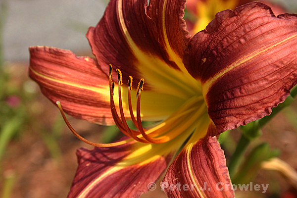 Lily June 2012-IMG_0045