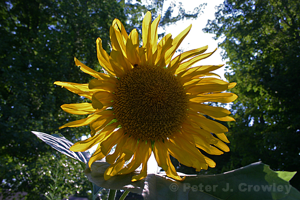 Sunflower Backlight 7-21-13-019