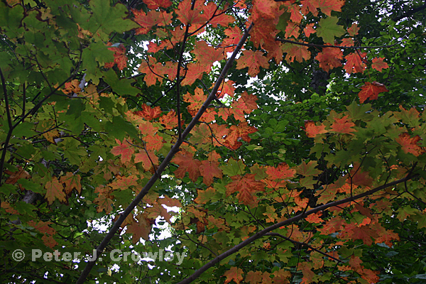 Fall Creeps in early August-8-30-13-014