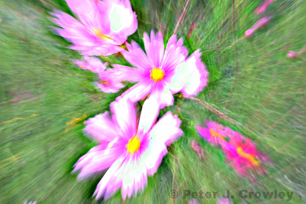 Zoom Flowers 9-15-13-014