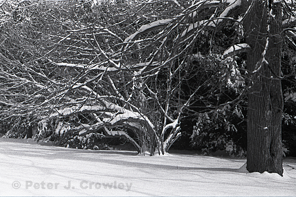 Snow Hangs on Trees Chaplin-1-1-09-36_edited-1