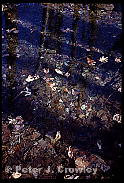 S60 Sat+10 B+10 Frozen Oak Leaf Await SpringMichael Sirak April 1973